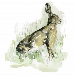 Hare2