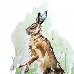 Rabbit
